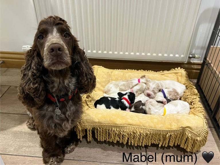 ✨ Show Cocker Spaniel Puppies For Sale ✨
