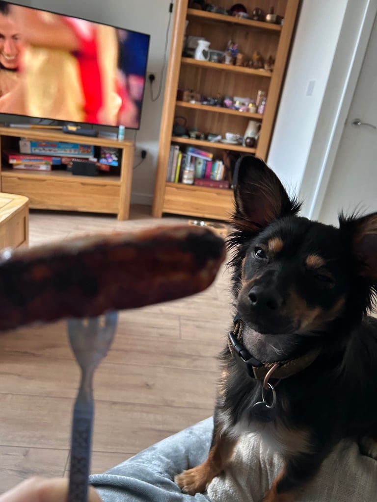 Miniature pinscher male