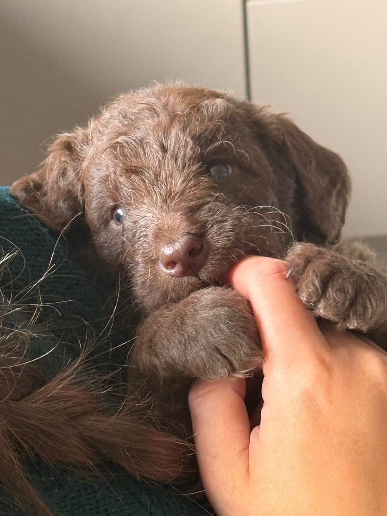 Labradoodle puppies 