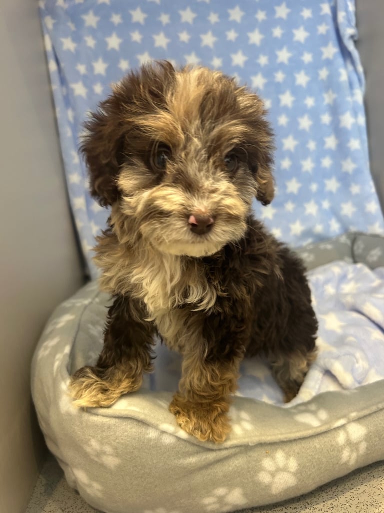5 boy cockapoo puppies for sale