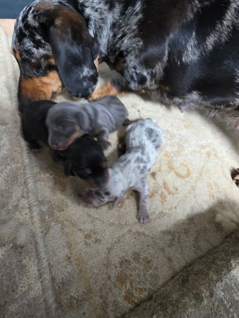 Miniature blue Dachshund boy only