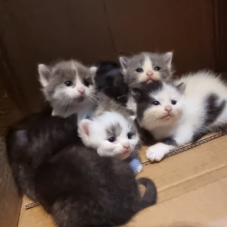 British shorthair kittens for sale