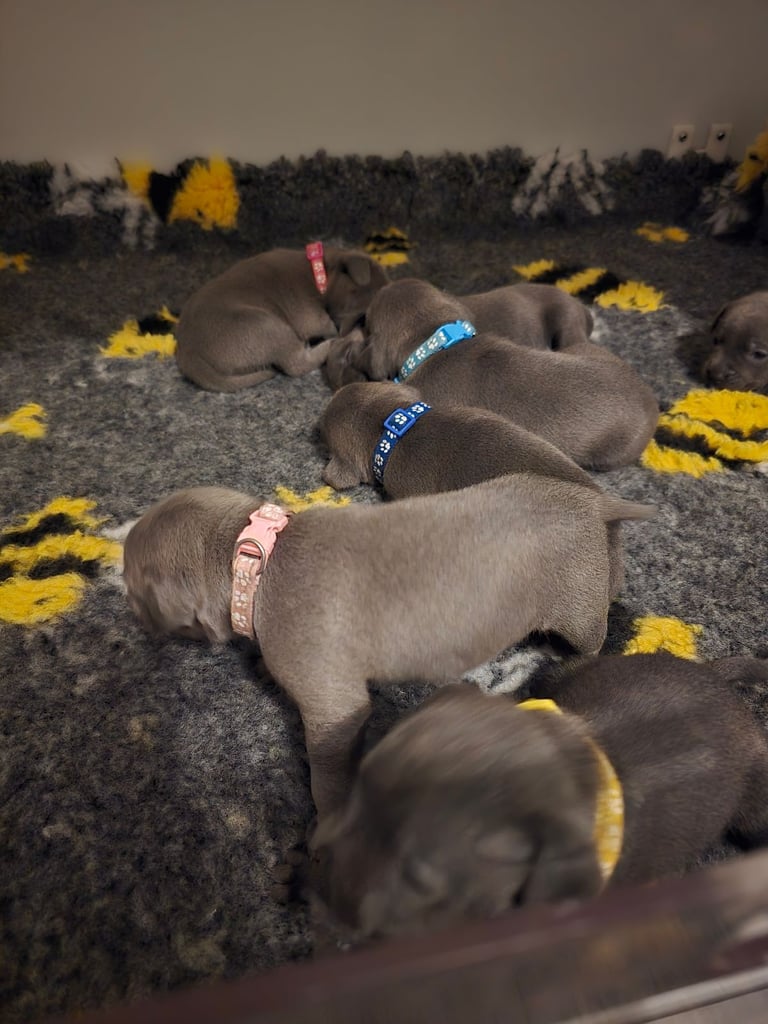 Kc reg blue Staffordshire bull terrier 