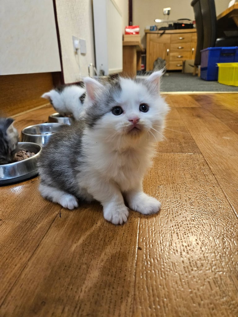 Kittens For Sale - Maine Coon Mother 