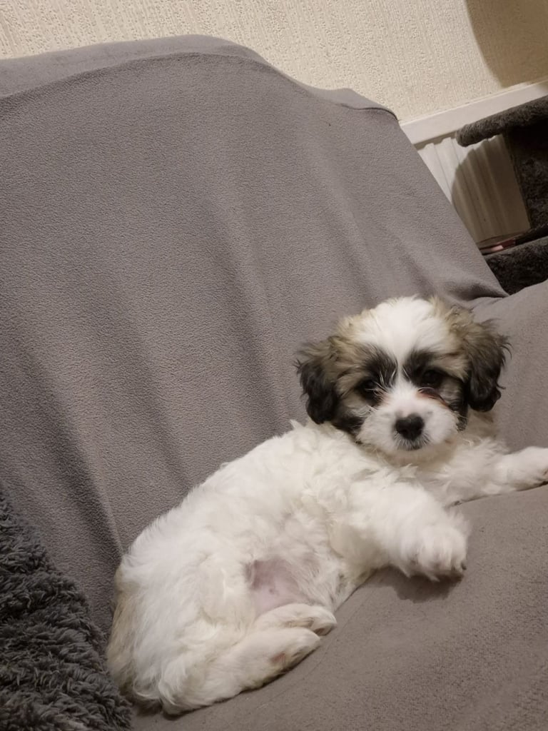 mix breed puppy (dog)
