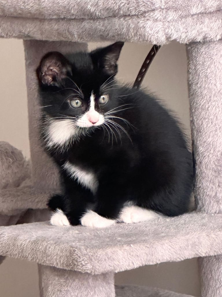 🐾  one black female kitten with green eyes  🐾