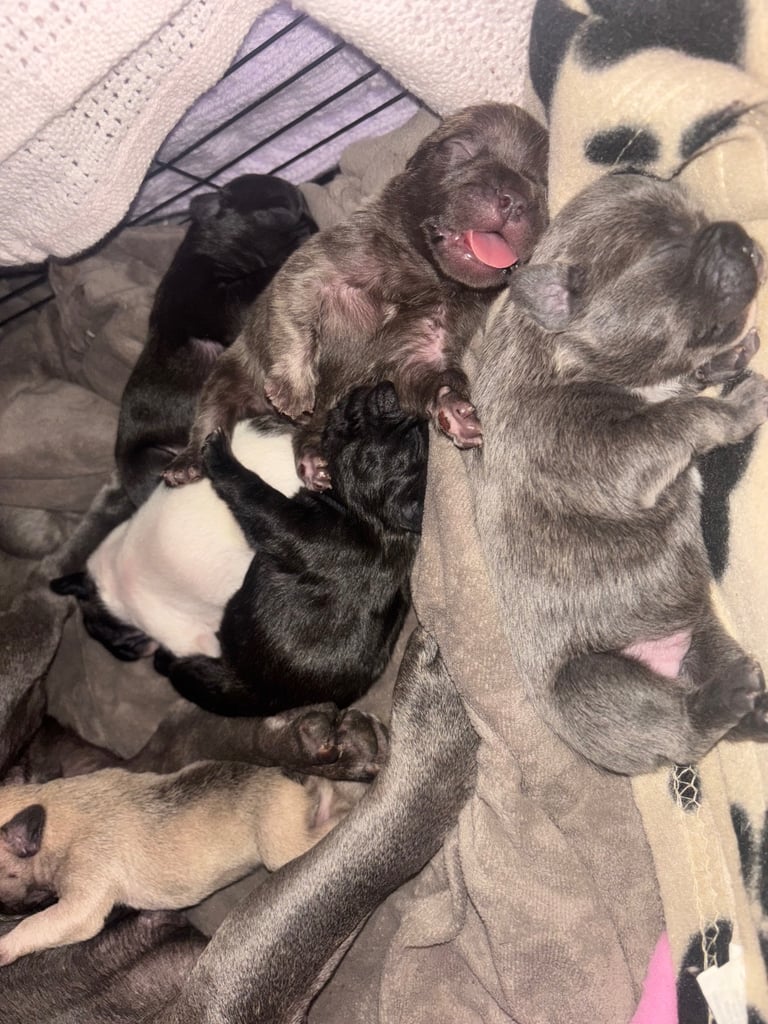 K c Frenchie puppies 
