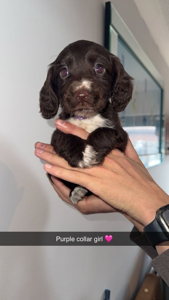 Cocker spaniel puppies 