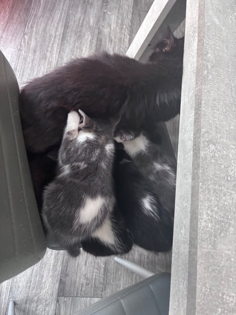 Abyssinian Cats Kittens for Sale in England Gumtree