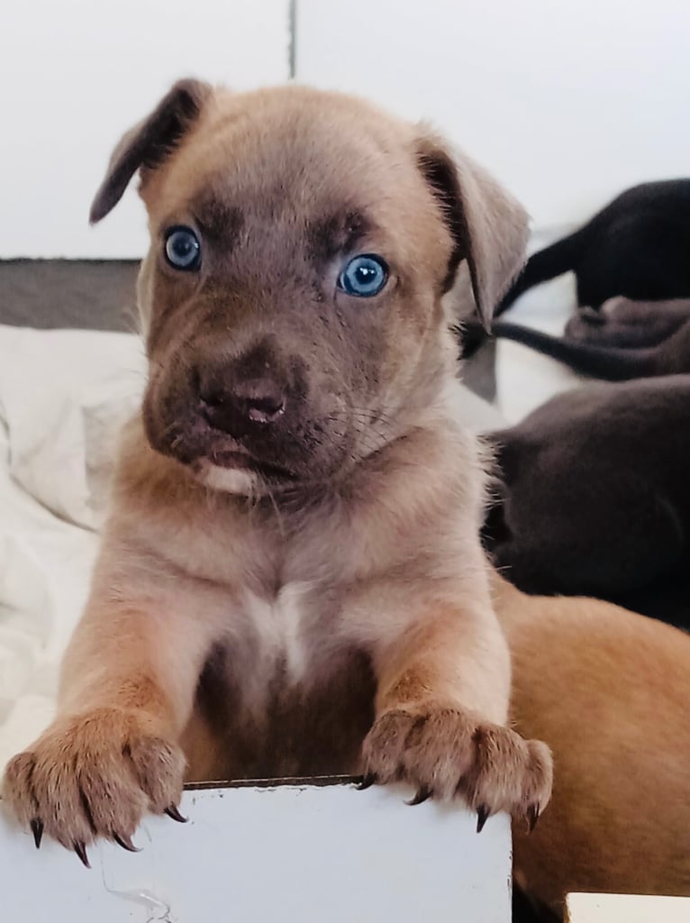 Cane Corso × Belgian Malinois Puppies 3/4 left 