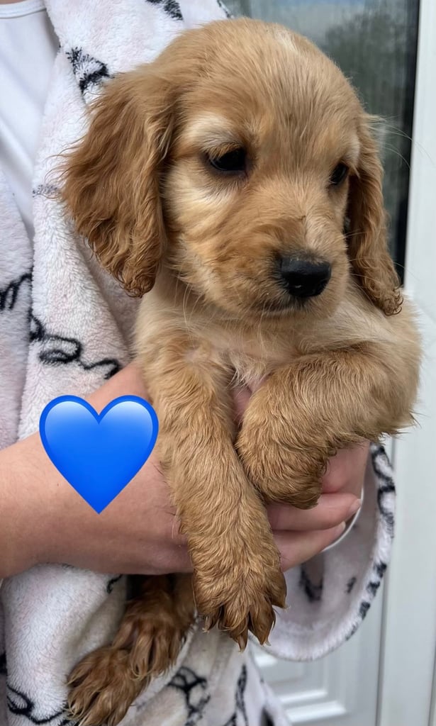 Cocker spaniel pups