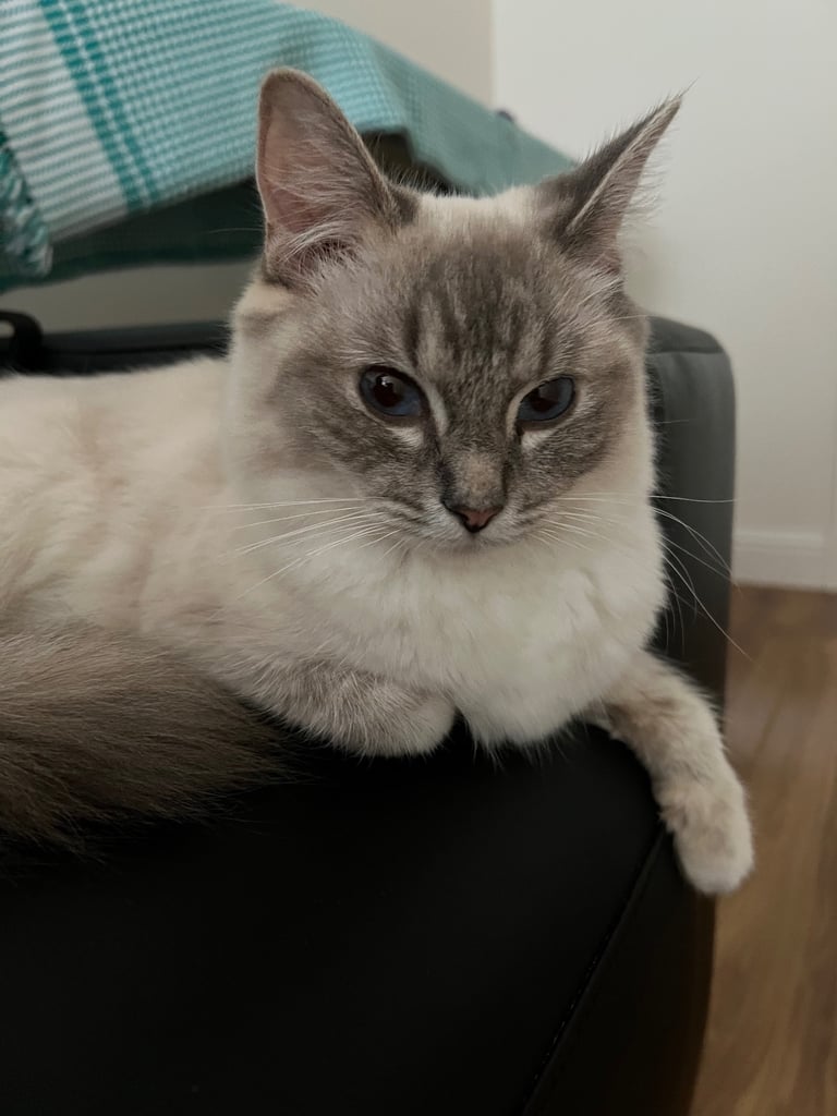 Ragdoll for sale 