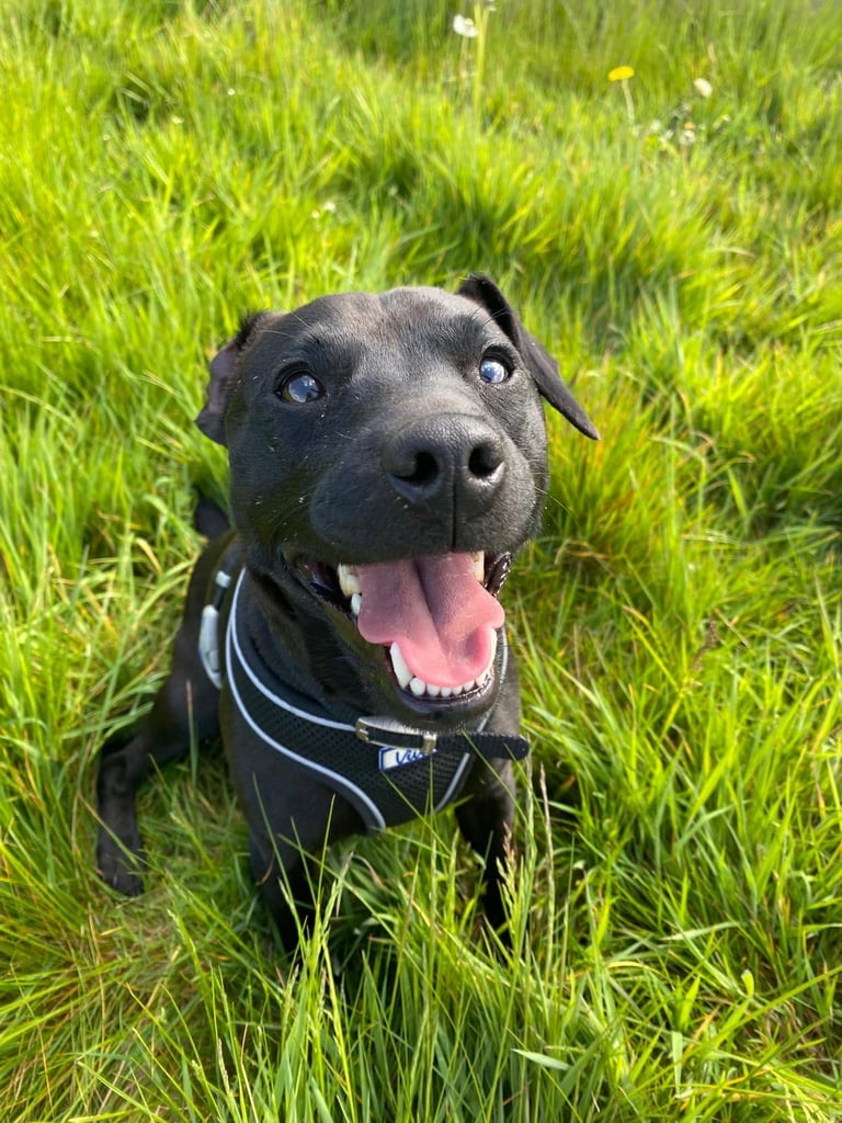 image for Patterdale chip looking for loving home 