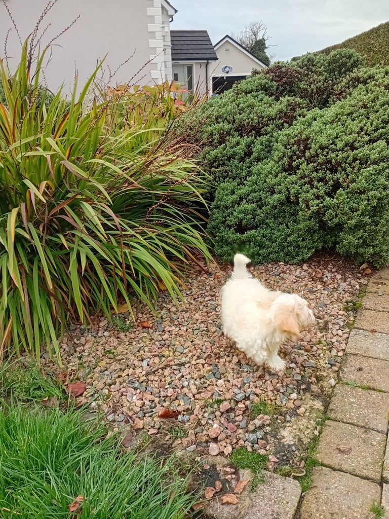 Cavachon