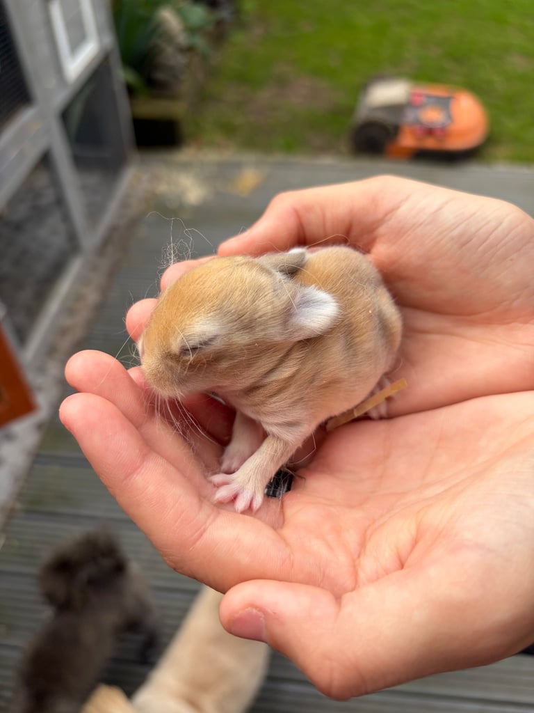 Baby bunnies for sale 