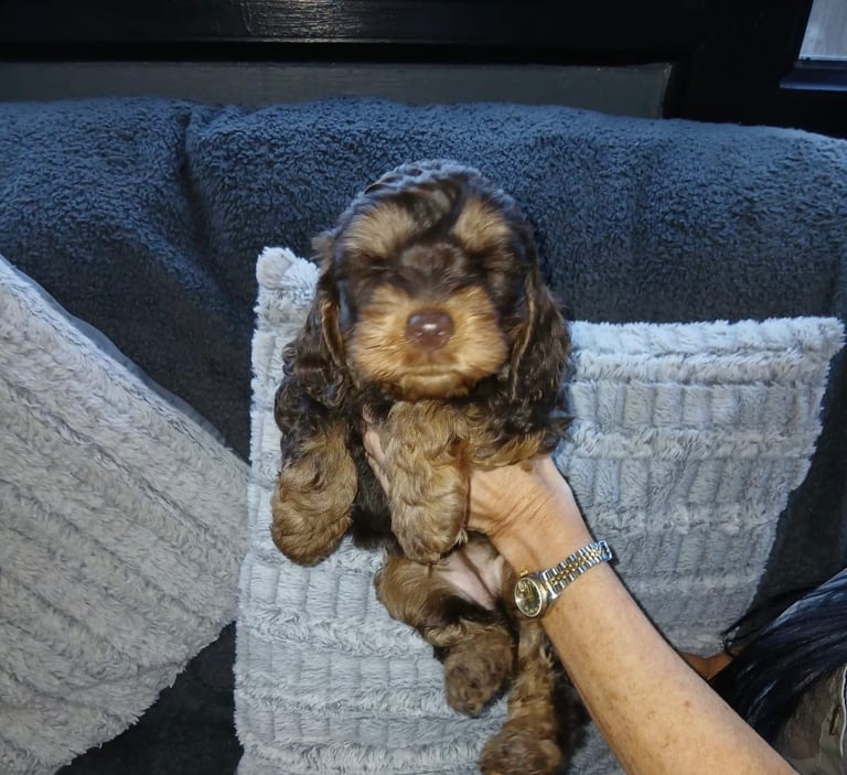 Beautiful Cockapoo Pups looking for forever homes 