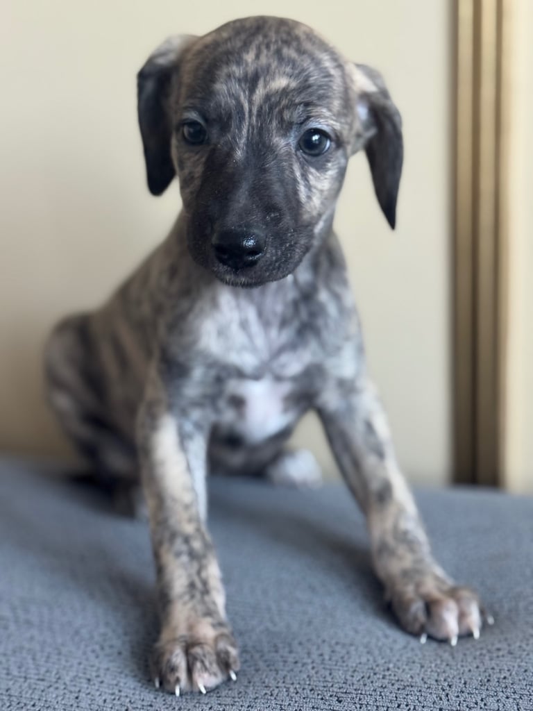 Stunning whippets 