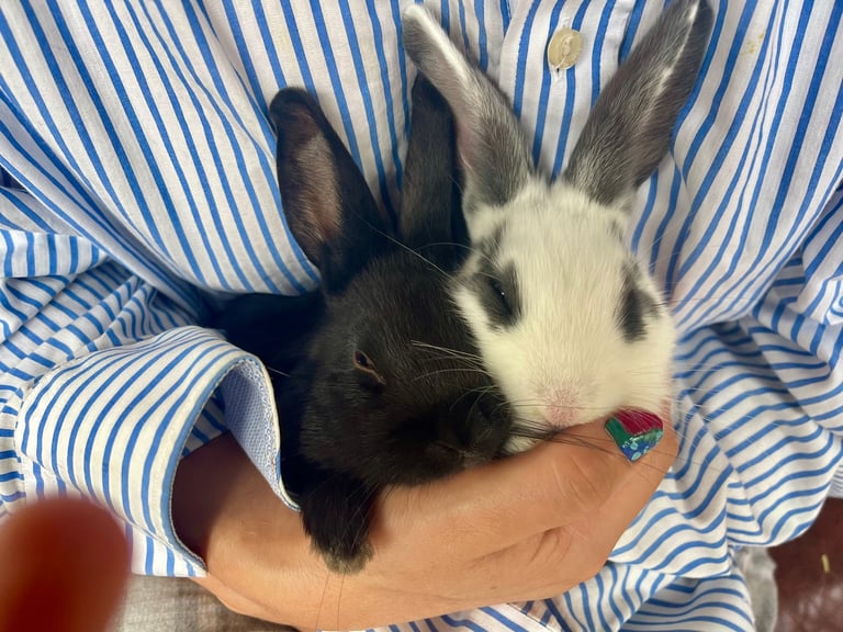 Gorgeous friendly 3 month old rabbits