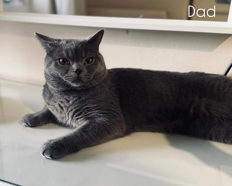 Pure British short hair 