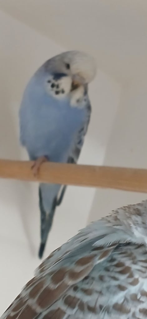 Baby Budgies and 7 mouth old Budgies