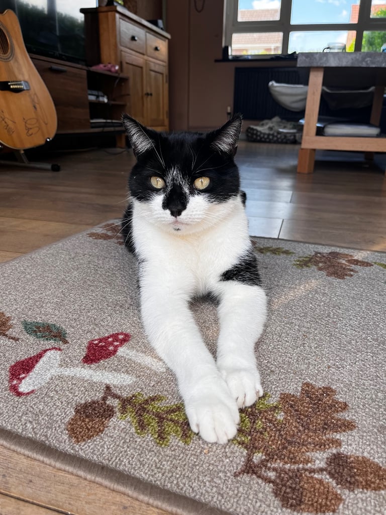 Zero needs a forever family. 