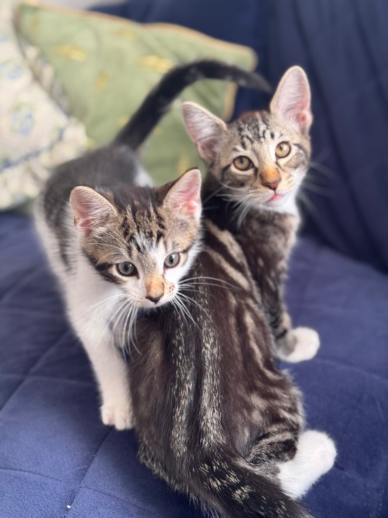 image for Tabby kittens
