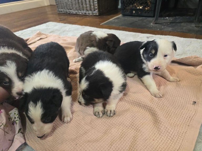 Border collie pups - black and white boy left