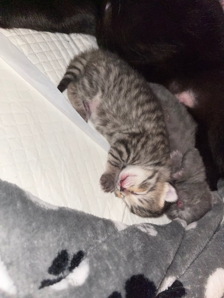 3 KITTENS READY NEW YEAR 