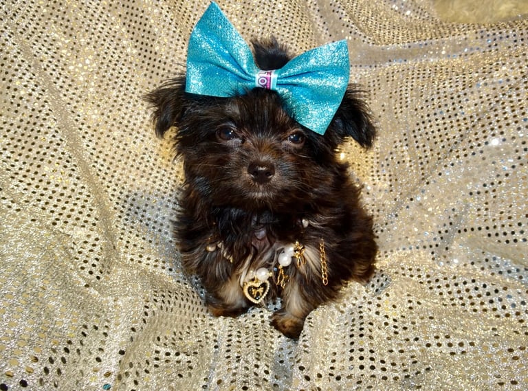 XXXXXXXXS Stunning Micro Tiny Black Blue & Tan Maltese X Chihuahua F1 Malchi Boy Puppy