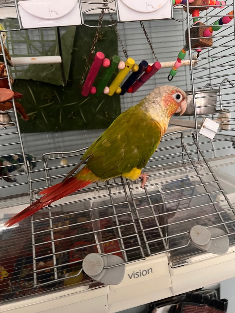Baby budgies&new cage&food