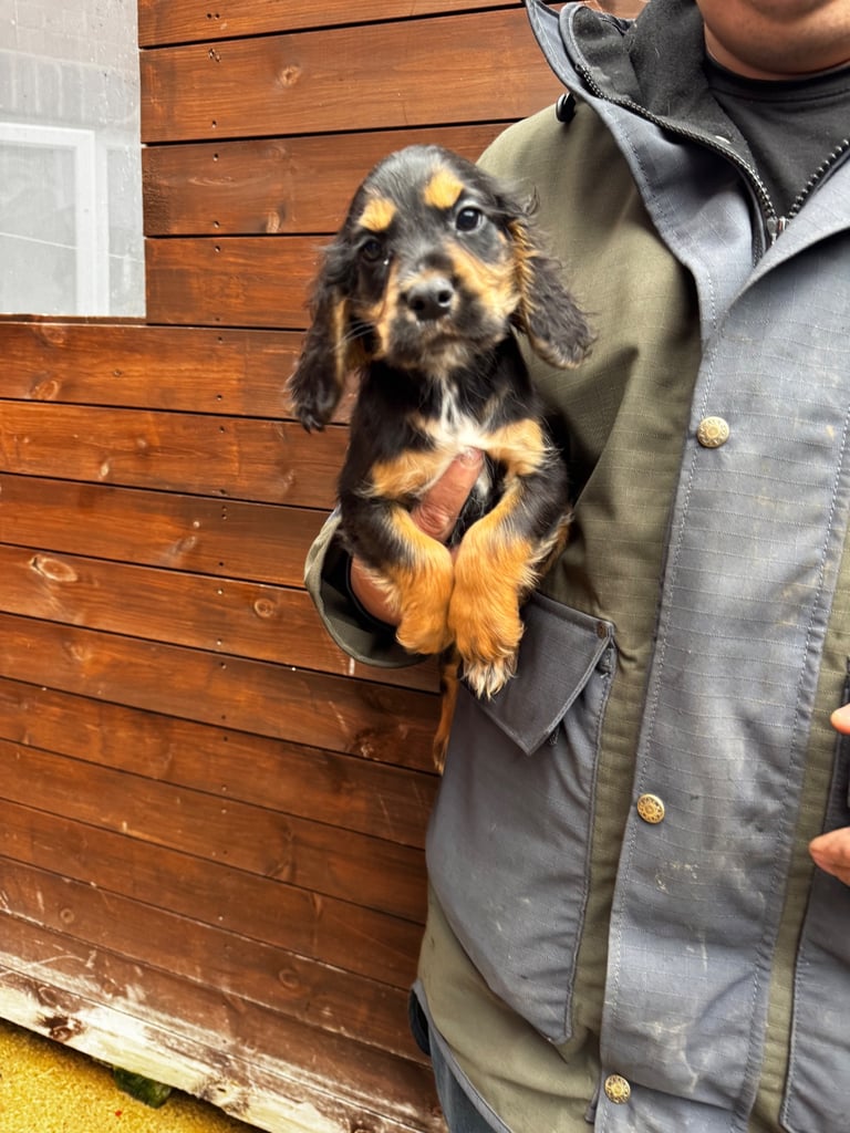 Cocker Spainel Puppies 
