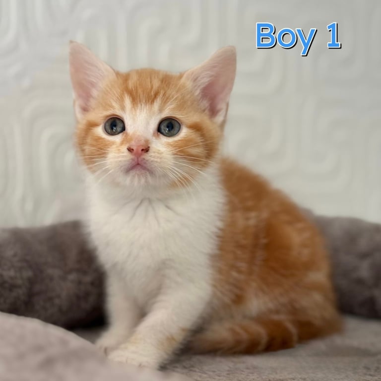 Cute kittens ready to leave 