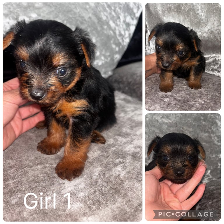 Yorkshire terrier puppies 