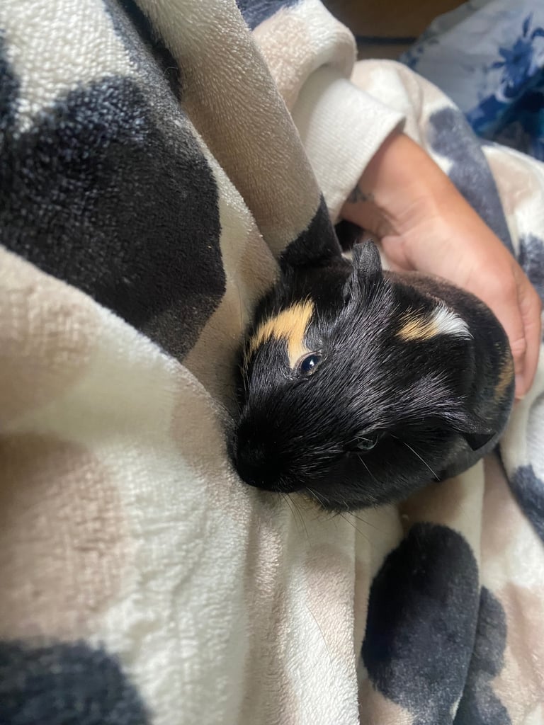 image for Guinea pigs x2 boys fully bonded 