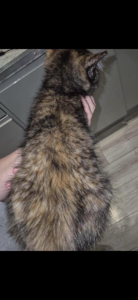 Gorgeous female kittens looking for their forever home 