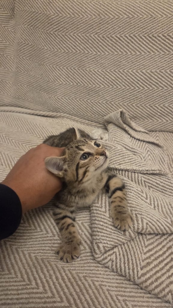Bengal Mixed Kittens 