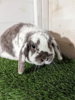 Adult & baby rabbits available to loving homes 