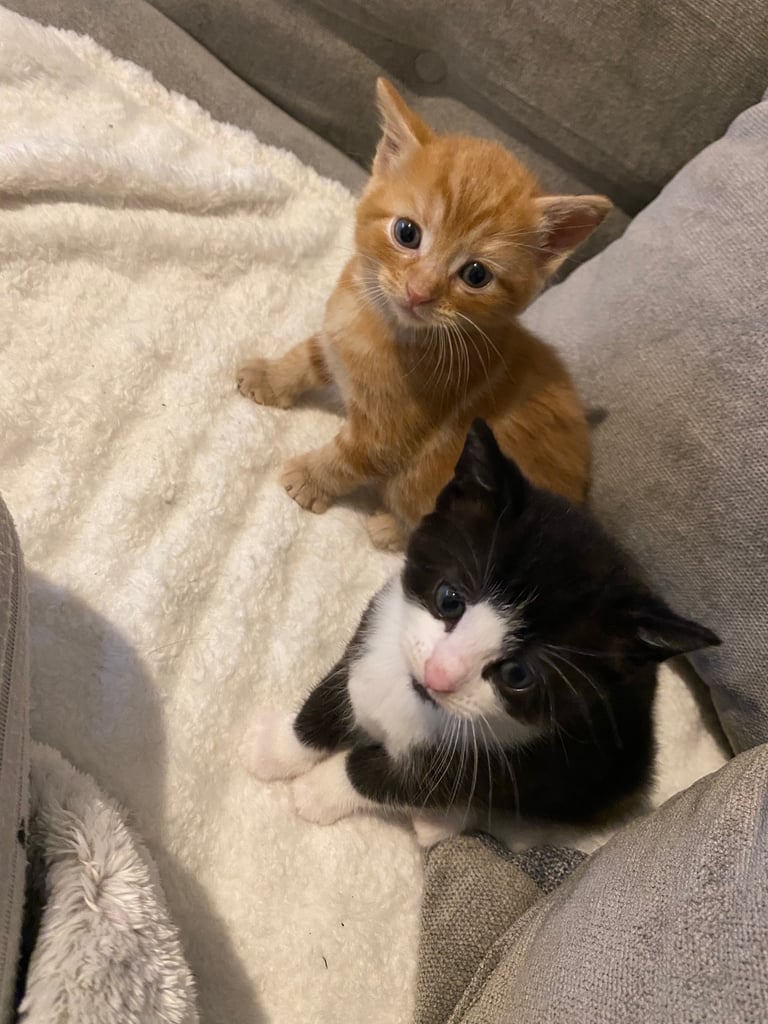 Kittens for sale 