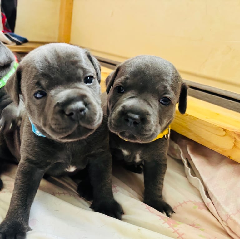 KC Registered Blue Staffy Puppies
