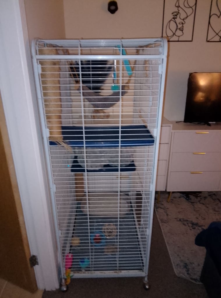 Bird cage . Parrot cage 