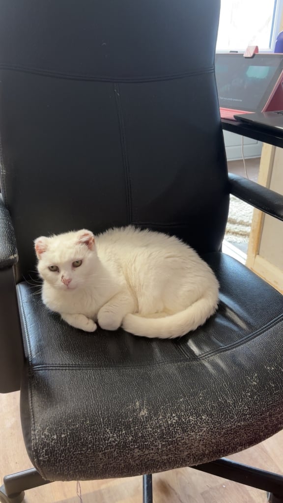 Rescue cat