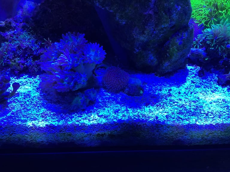 Contents of fish tank and accessories 