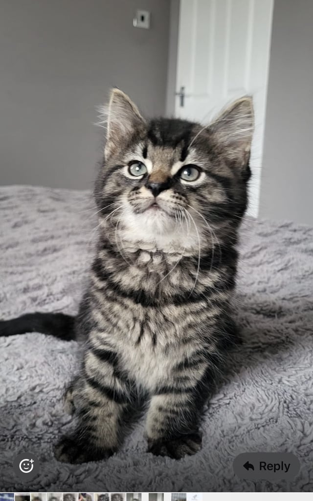 Beautiful Mainecoon Kitten 