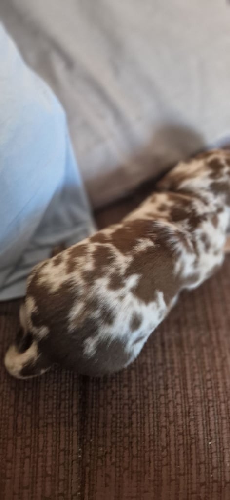 Dachsund puppies