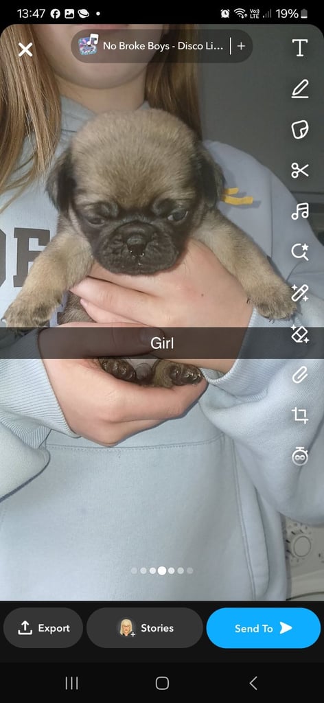 Pug puppies 