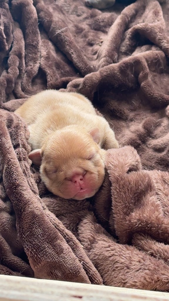 Beautiful Female English Bulldog Puppy 🩷