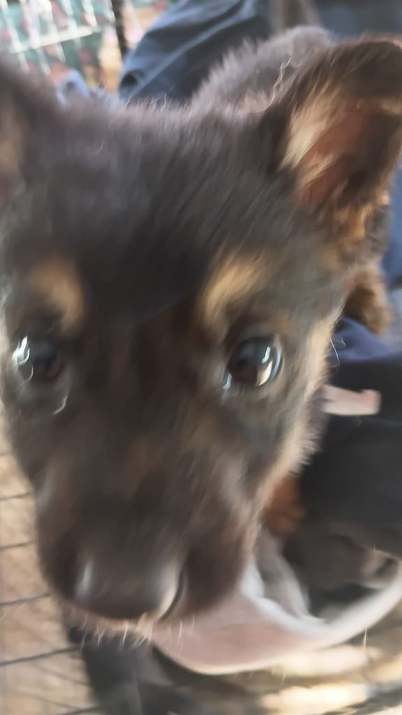 German shepherd's 