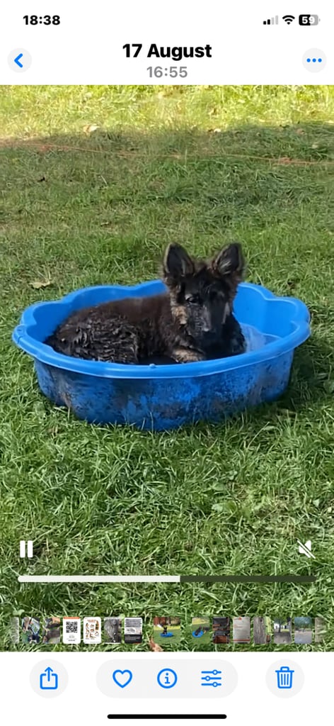 German shepherd 6 months old 