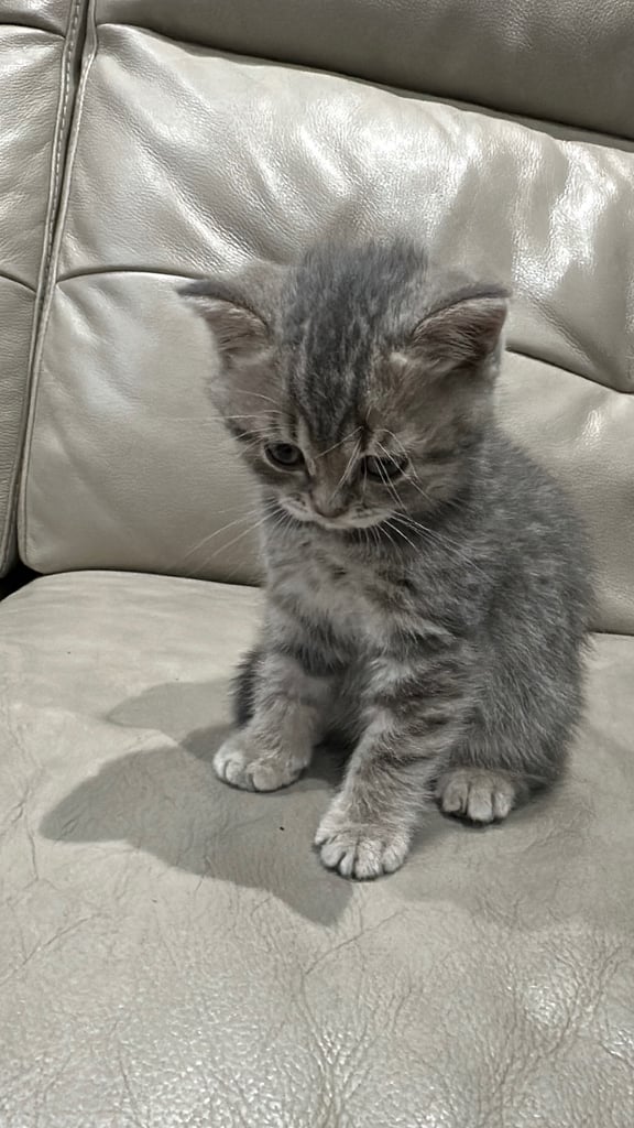 British short hair kittens shorthair