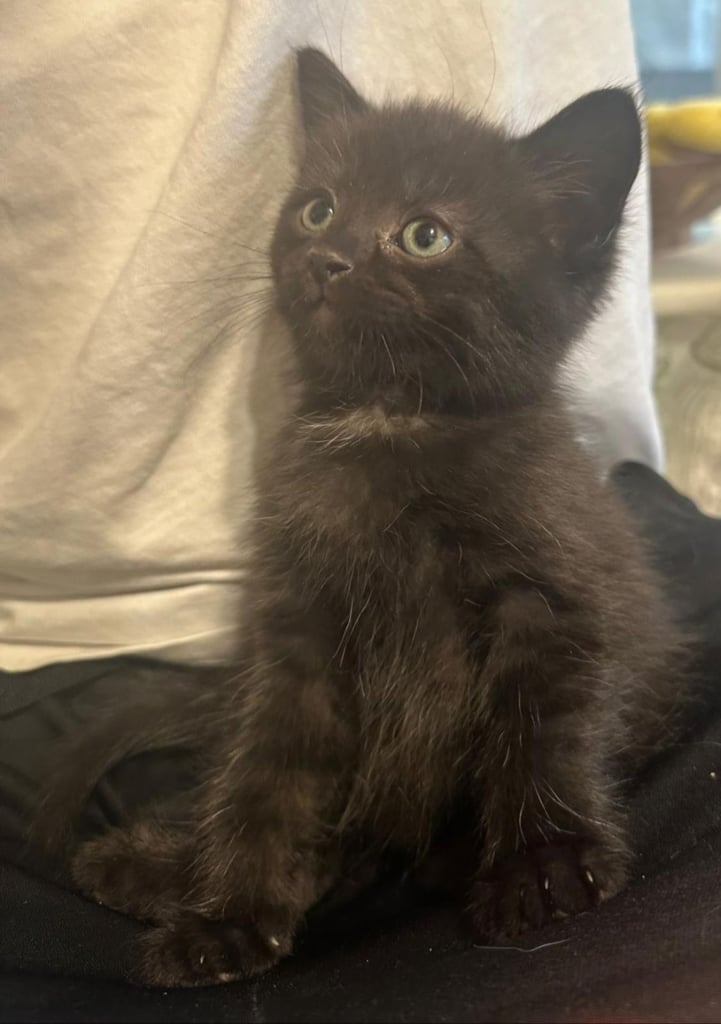 Beautiful British Short haired mixed breed kittens 